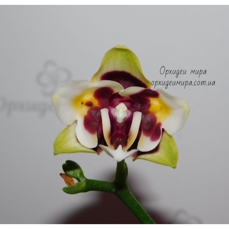 Орхидея Phal. Yaphon Star Diamond 6601 бабочка 1,7 - купить